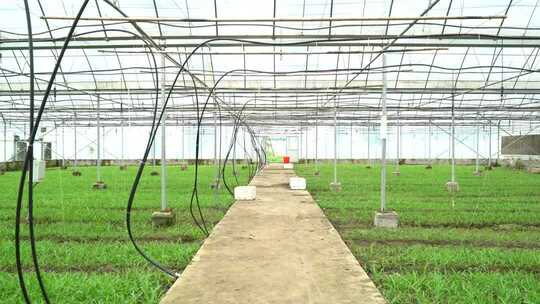 白芨种植大棚