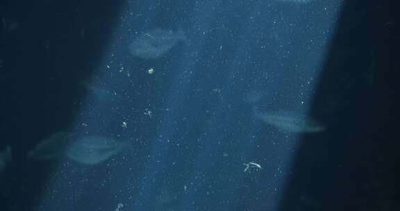 阳光透过水族馆的水面照射