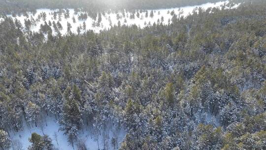 寒冬雪原绿色松林下着小雪