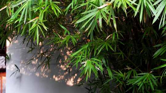 阳光下江南园林竹子竹叶的白墙背景光影空镜