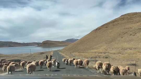 西藏公路羊群