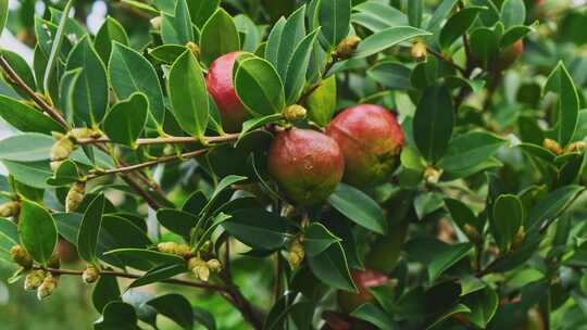 茶油果 油茶果 油茶种植