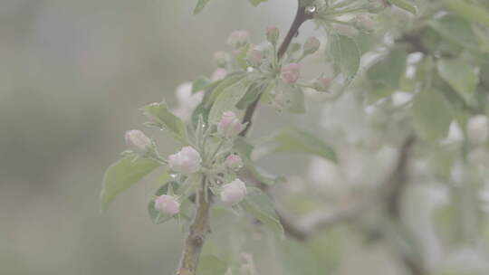 苹果树和苹果花
