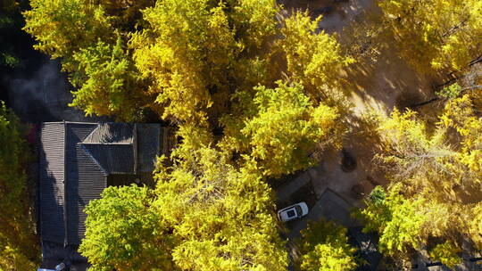 秋天金黄银杏林中的村寨房屋