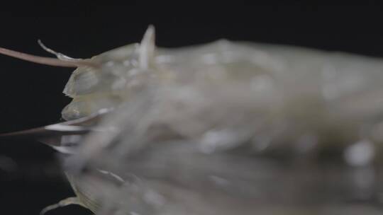 鲜活海虾影棚实拍LOG视频素材模板下载