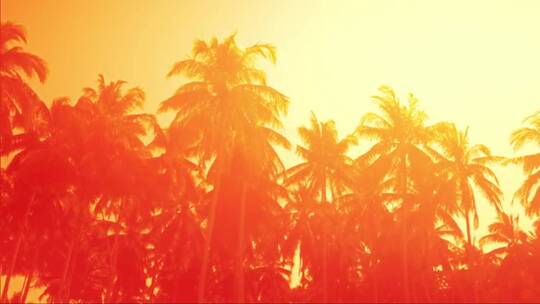 迷人的橙色日落在热带海滩上棕榈树