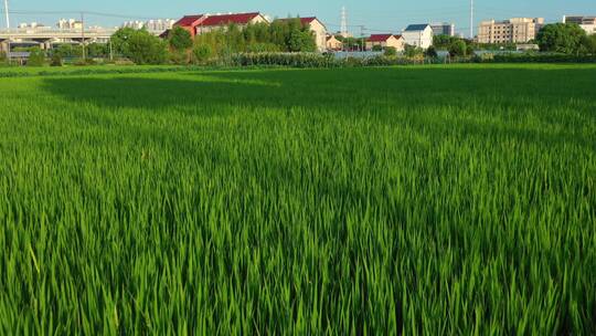 在阳光下充满希望绿色的稻田