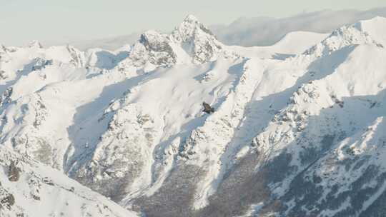 鹰，雪山，飞行，鸟