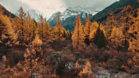 秋季的原始森林湖泊与雪山