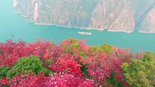 长江三峡巫峡红叶