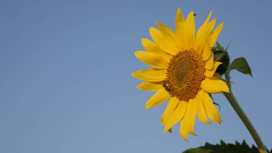 向日葵花瓣和蜜蜂