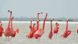 盐湖上的粉红色火烈鸟高清在线视频素材下载