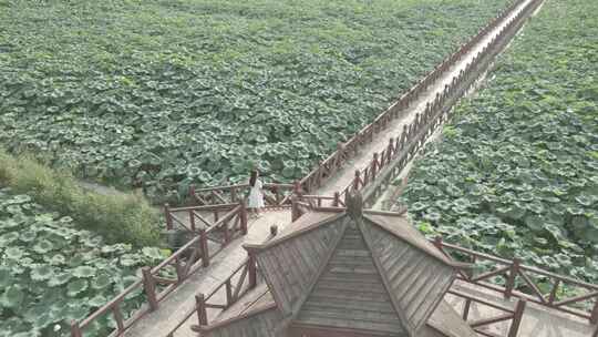 美女在千亩荷塘荷叶荷花游玩观赏旅游