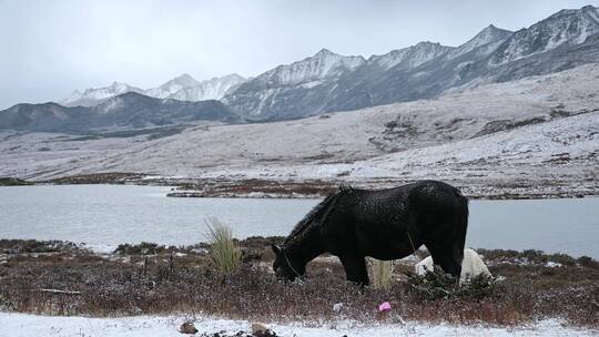 雪山下雪地里的马