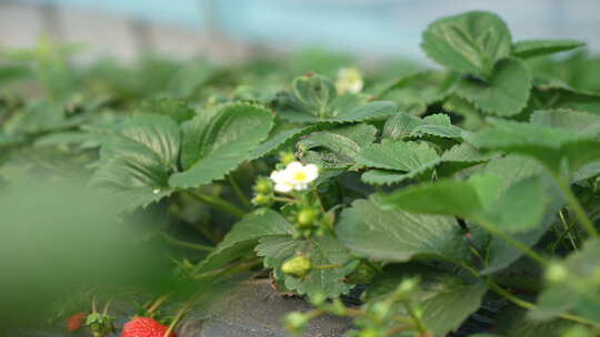 农民田间劳动种植蔬菜蔬菜大棚里的蔬菜草莓