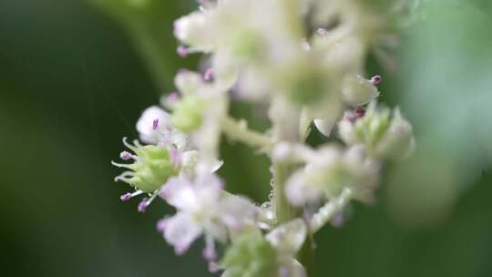 垂序商陆 花蕊微距