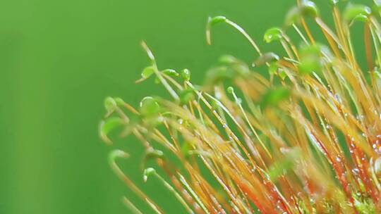 春天发芽的小草