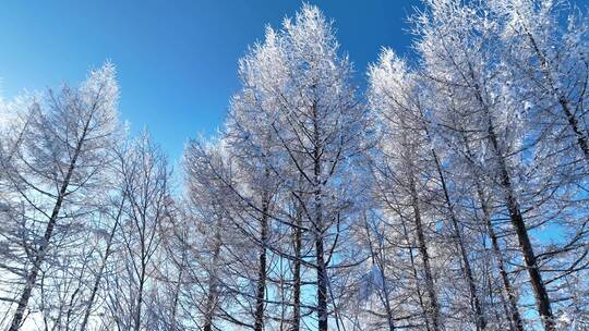 航拍林海雪原银色松林