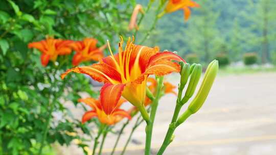 合集黄花菜萱草金针菜美食食物新鲜蔬菜