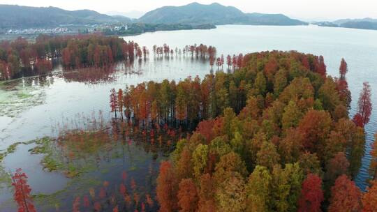 秋季四明湖红杉林湿地风光航拍