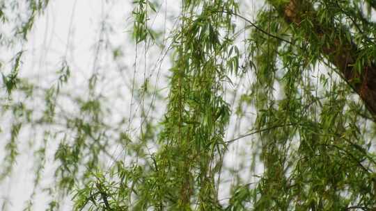 春天柳树发芽柳枝随风飘动