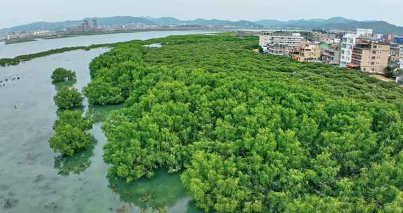 盐洲红树林保护区惠东候鸟白沙村