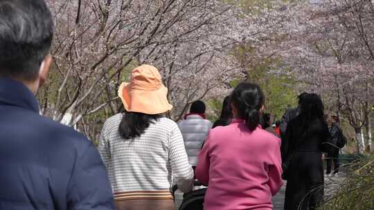 赏樱人群游客