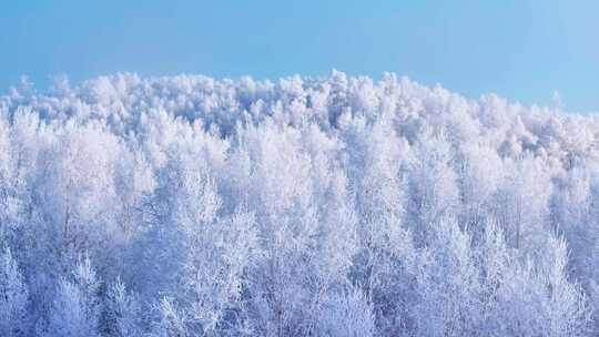 冰雪覆盖的森林壮观全景