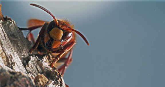 Hornet， vespa crabo，