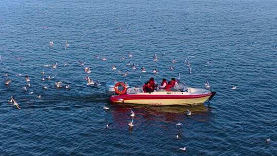 航拍滇池游船与海鸥