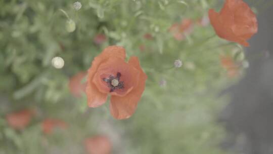 水旁的红罂粟花