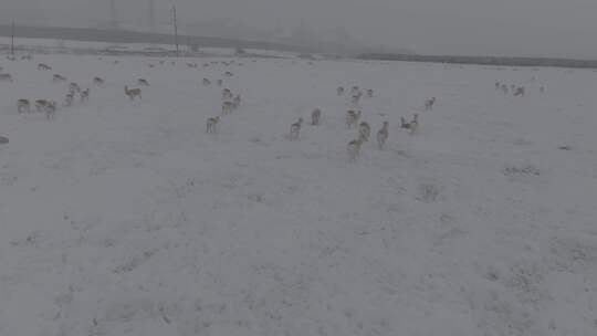 冬天雪地里来了野生黄羊