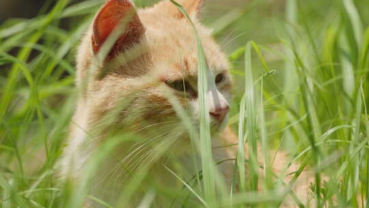 春天公园里可爱的猫咪流浪猫视频素材模板下载