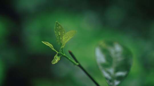 【正版素材】春天植物