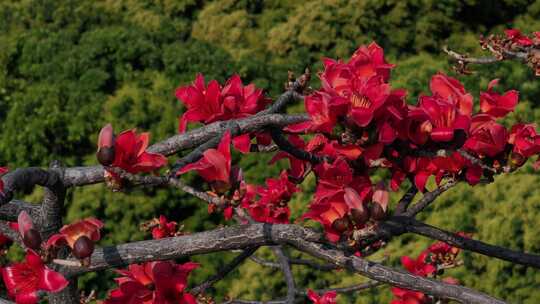 盛开的木棉花特写