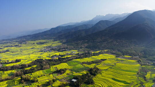 高山下的乡村金黄油菜花田