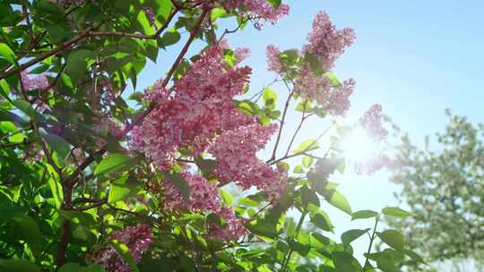 苹果，花，花，树