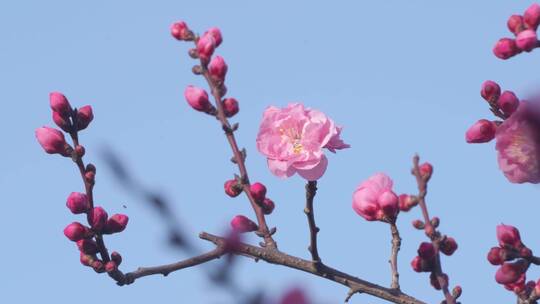 春天阳光下盛开的梅花视频素材模板下载