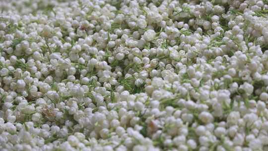 唯美茉莉花与茉莉花茶制作福州茉莉花种植园