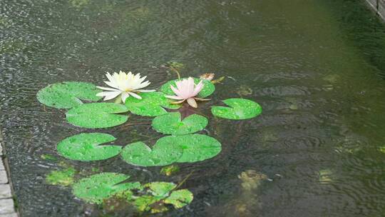 雨中睡莲