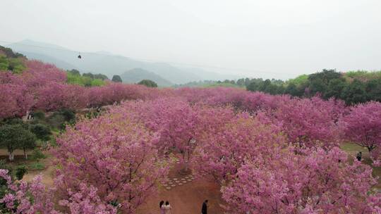 湖南省常宁市百万樱花园4k航拍风光