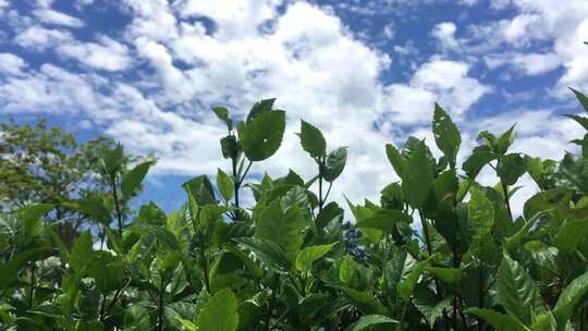 多云天空背景图的植物