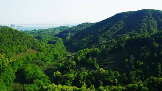 杭州九溪烟树