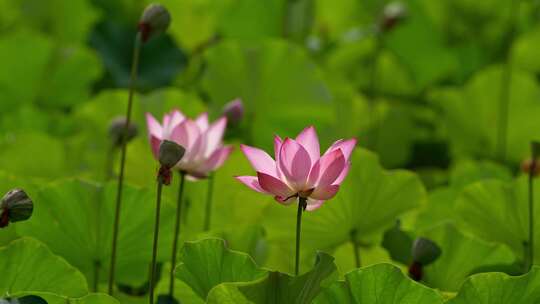 荷花 莲花 夏天