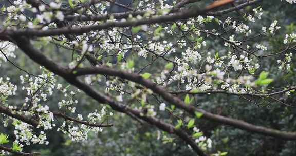 春雨绵绵唯美樱花花瓣随风飘落