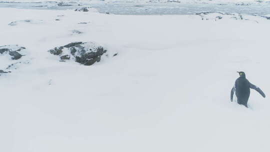 行走的企鹅王。南极洲空中飞行。