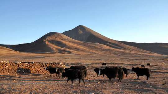 西藏牧民放牧 牦牛群