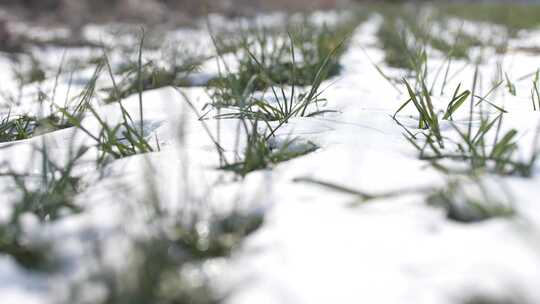 冬天小麦植物与雪覆盖农民的田地的电影镜头