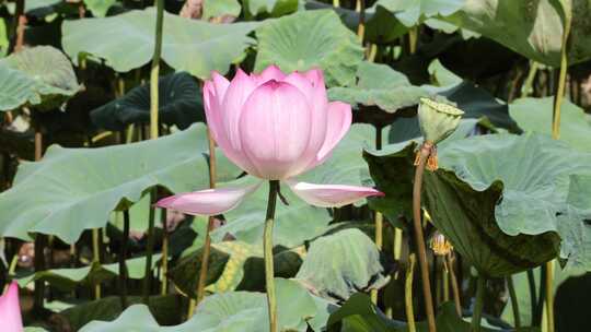 荷花、荷花池、荷叶、莲蓬