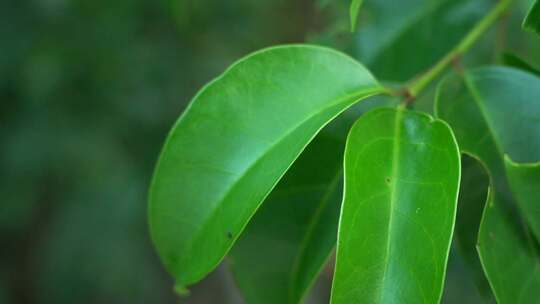 植物 树叶 自然 生态 大自然